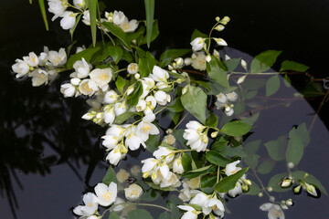 Branches of blooming white jasmine floating in the water.