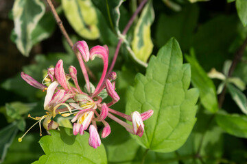 The graceful flower of the curly ornamental honeysuckle bloomed in the garden.