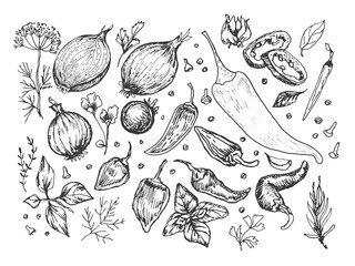 Spices garlic pepper vegetables herbs cooking vector graphics illustration by hand. Engraving print textile, menu recipe cooking food onion basil kitchen set 