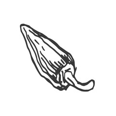 Spices garlic pepper vegetables herbs cooking vector graphics illustration by hand. Engraving print textile, menu recipe cooking food onion basil kitchen set 