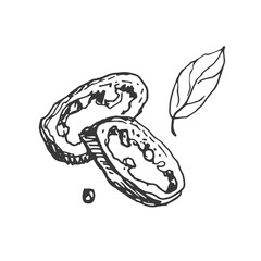 Spices garlic pepper vegetables herbs cooking vector graphics illustration by hand. Engraving print textile, menu recipe cooking food onion basil kitchen set 