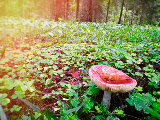 A small forest mushroom in the grass against the background of the forest