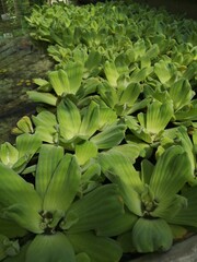 leaves in the garden