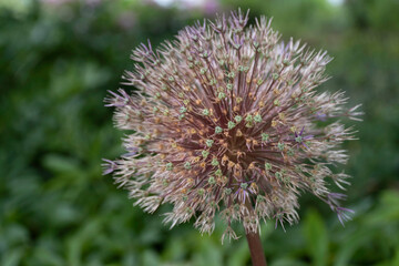 Close-up of a Allium karataviense "Ivory Queen" bulb flower in a garden. Shallow depth of field