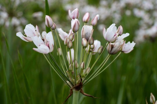 Flowers of Butomus umbellatus or flowering rush or grass rush with blurred green background