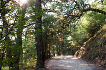 Forest road in the pines, bathed in the sun