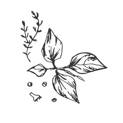 Spices garlic pepper vegetables herbs cooking vector graphics illustration by hand. Engraving print textile, menu recipe cooking food onion basil kitchen set 