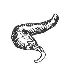 Spices garlic pepper vegetables herbs cooking vector graphics illustration by hand. Engraving print textile, menu recipe cooking food onion basil kitchen set 