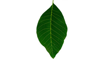 Naklejka na ściany i meble Green leaf of walnut tree on white background