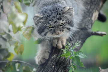 Naklejka na ściany i meble Pallas's cat (Otocolobus manul). Manul is living in the grasslands and montane steppes of Central Asia. Portrait of cute furry adult manul. Cat is sitting on tree branch and hunting for birds