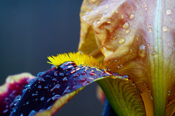 Beautiful iris flower closeup with visible raindrops. Vivid violet and yellow petals with water drops in the garden.