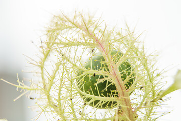Green fruit of Passiflora foetida is encased in fruit hairs