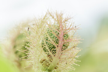 Green fruit of Passiflora foetida is encased in fruit hairs