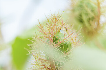 Green fruit of Passiflora foetida is encased in fruit hairs