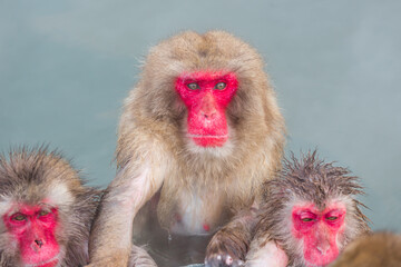 Japanese snow monkey onsen (macaques) in winter