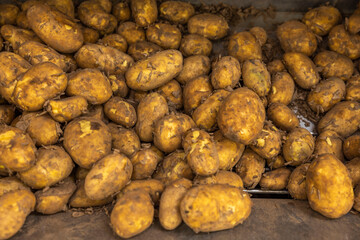 Close up view of potato  on shelf of supermarket. Sweden.