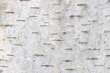 Birch bark texture with beautiful birch bark pattern for beautiful natural birch bark wallpaper or natural birch bark background