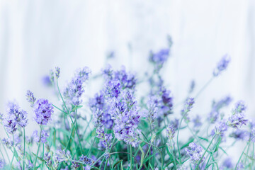 Lavendel hell Hintergrund weiss