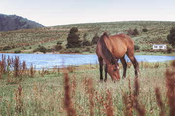Horse grazing in the shora of a lake