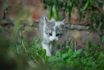 Cute grey kitten in the garden