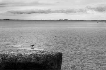 スズメ　雀　海