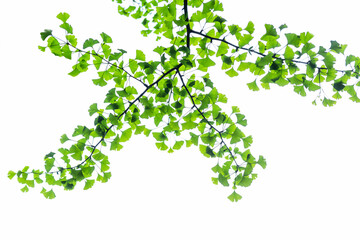 A branch of a ginkgo tree (Ginkgo biloba) with bright green new leaves on a white background. Herbal medicine concept. Soft focus.