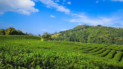 Fototapeta na wymiar Green Tea Plantation With Cloud In Asia.