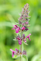 Close up of a hedge woundwort (stachys sylvatica) flower in bloom