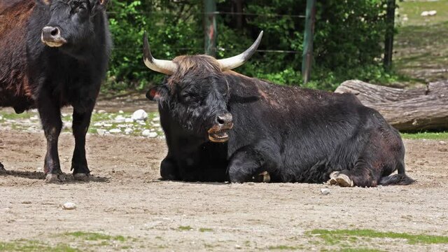 Heck cattle, Bos primigenius taurus, claimed to resemble the extinct aurochs. Domestic highland cattle seen in a German park