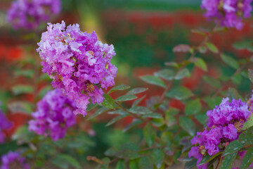Obraz premium flowers in the garden