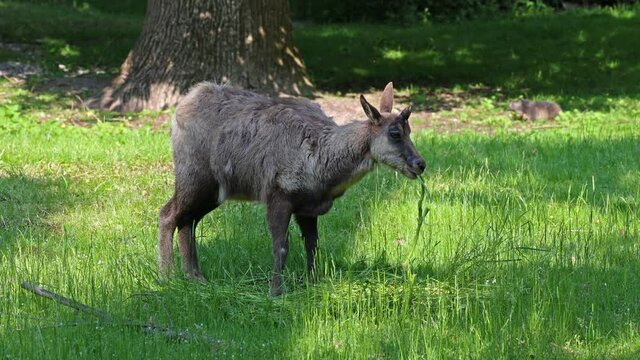Apennine chamois, Rupicapra pyrenaica ornata, is living in the Abruzzo-Lazio-Molise National Park in Italy and the Pyrenees in Spain