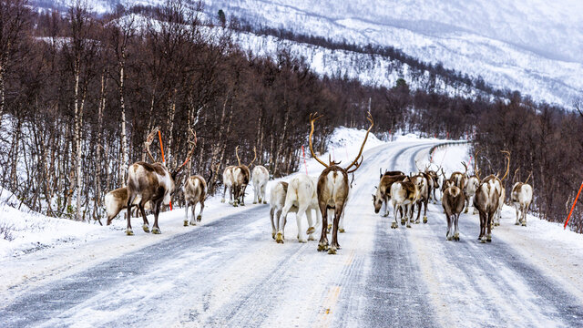 eine Herde von Rentiere überqueren die Strasse von Norwegen nach Finnland in Troms, auf dem Weg nach Kilpisjärvi, Herbst beim ersten Schnee. Die Geweihe verlieren ihren Bast und sind teilweise blutig