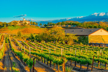 Rows of grapevines glow in the dusk lighting in Temecula, California