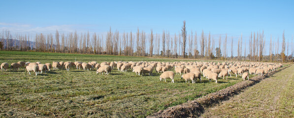 sheep grazing in a field

