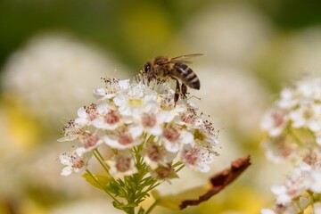 bee on a flower