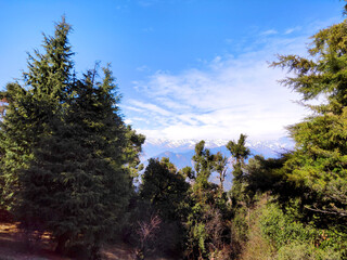 Obraz premium Pine tree forest on mountain slopes of Himalayas