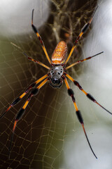 Large orb weaver spider, up close, sits on its web waiting for a meal