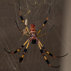 Large orb weaver spider, up close, sits on its web waiting for a meal