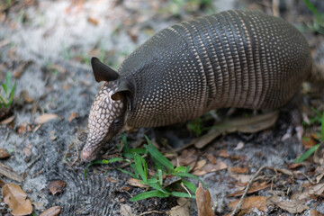 An armadillo foraging in the grass