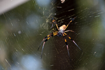 large golden silk orb weaver spider, up close, sits on its web waiting for a meal