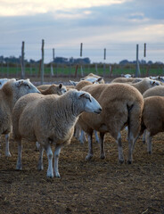 sheep grazing in a field
