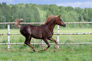 Beautiful chestnut horse running on green summer background