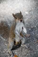 A cute little squirrel stands by hoping to receive some food from people