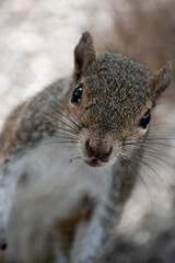 A cute little squirrel stands by hoping to receive some food from people