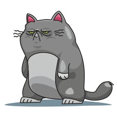 angry and gray gloomy cat looks seriously