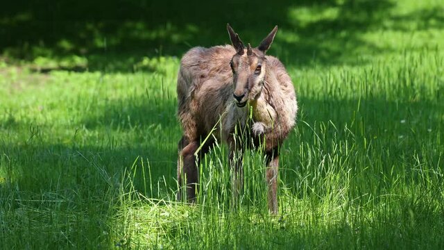 Apennine chamois, Rupicapra pyrenaica ornata, is living in the Abruzzo-Lazio-Molise National Park in Italy and the Pyrenees in Spain