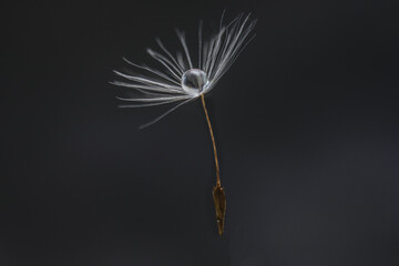 Loneliness. A beautiful drop of water on a dandelion. Beautiful deep rich gray background, free space for text. An expressive artistic form of the image.