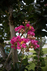 pink and white flowers