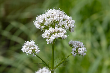 Fototapeta premium common valerian (valeriana officinalis) flower