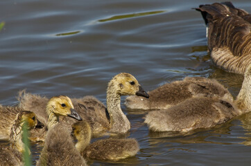 Canada Goslings Swimming in a Pond